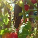 Late Summer Tomatoes by handmade