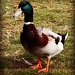 Quack by nicolecampbell