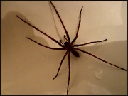 28th Aug 2012 - Spider