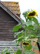 28th Aug 2012 - Day 2: Yellow - giant sunflower