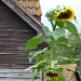 Day 2: Yellow - giant sunflower by quietpurplehaze