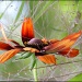 Rudbeckia Flurry by paintdipper