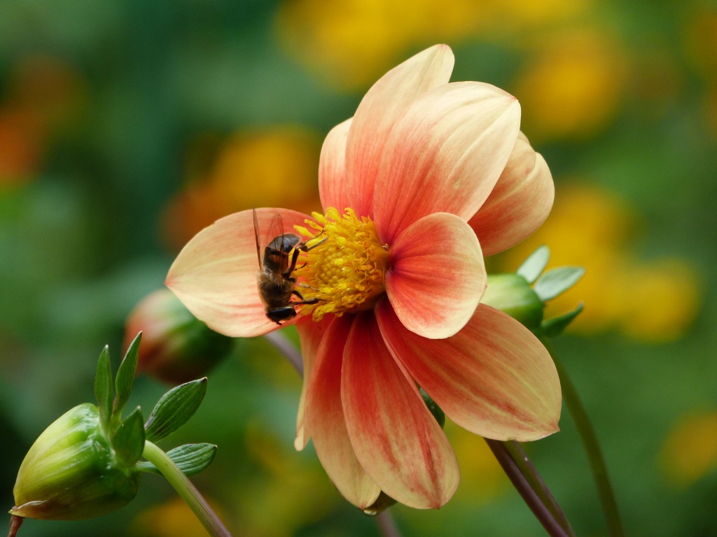 Orange tone Bee by calx