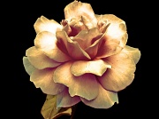 28th Aug 2012 - rose rose rose rose