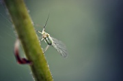 28th Aug 2012 - Greenfly.