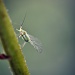 Greenfly. by naomi