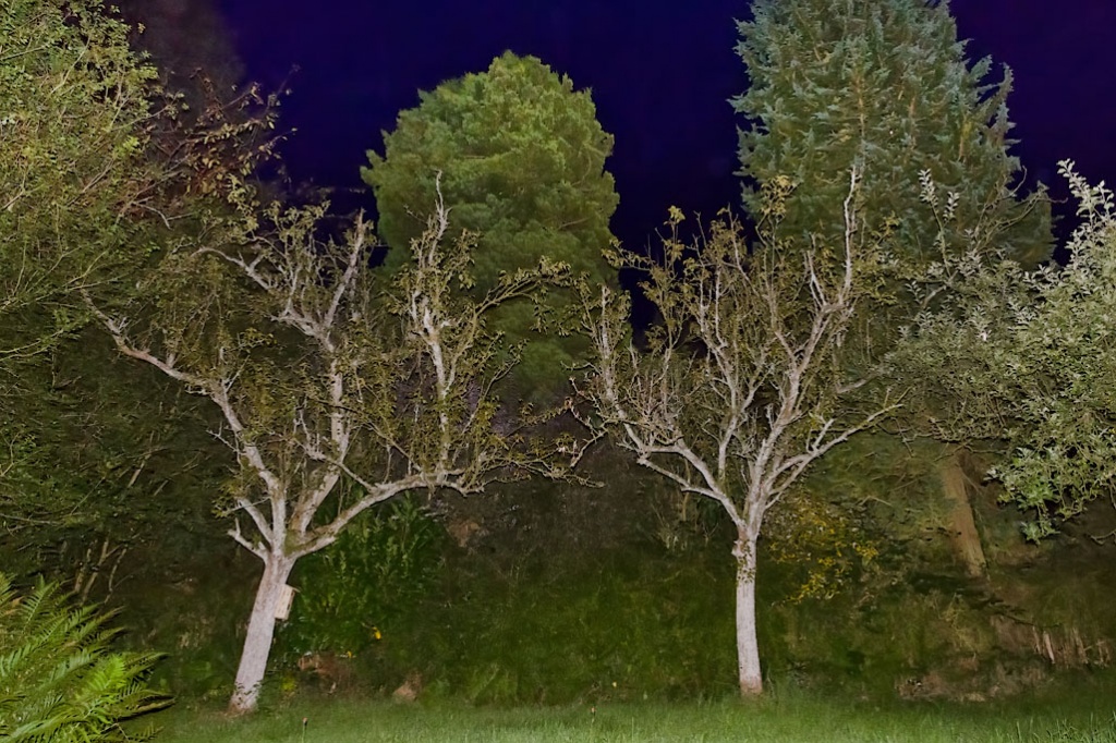 Spooky Trees by harveyzone