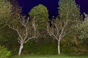 23rd Aug 2012 - Spooky Trees