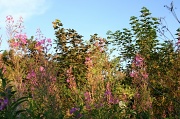 22nd Aug 2012 - Hedgerow Shrubbery