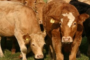24th Aug 2012 - How Now Brown Cow?