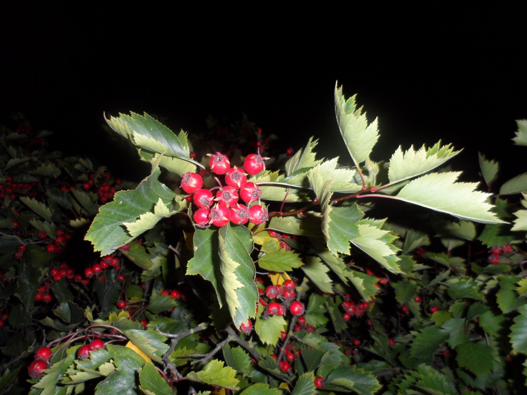 Berries in the night by tiss