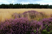28th Aug 2012 - Heathland heather