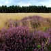 Heathland heather by judithg