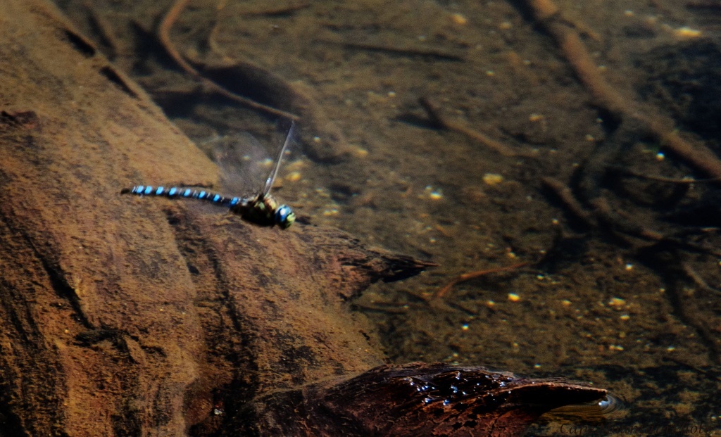 Dragonfly in Flight by jgpittenger