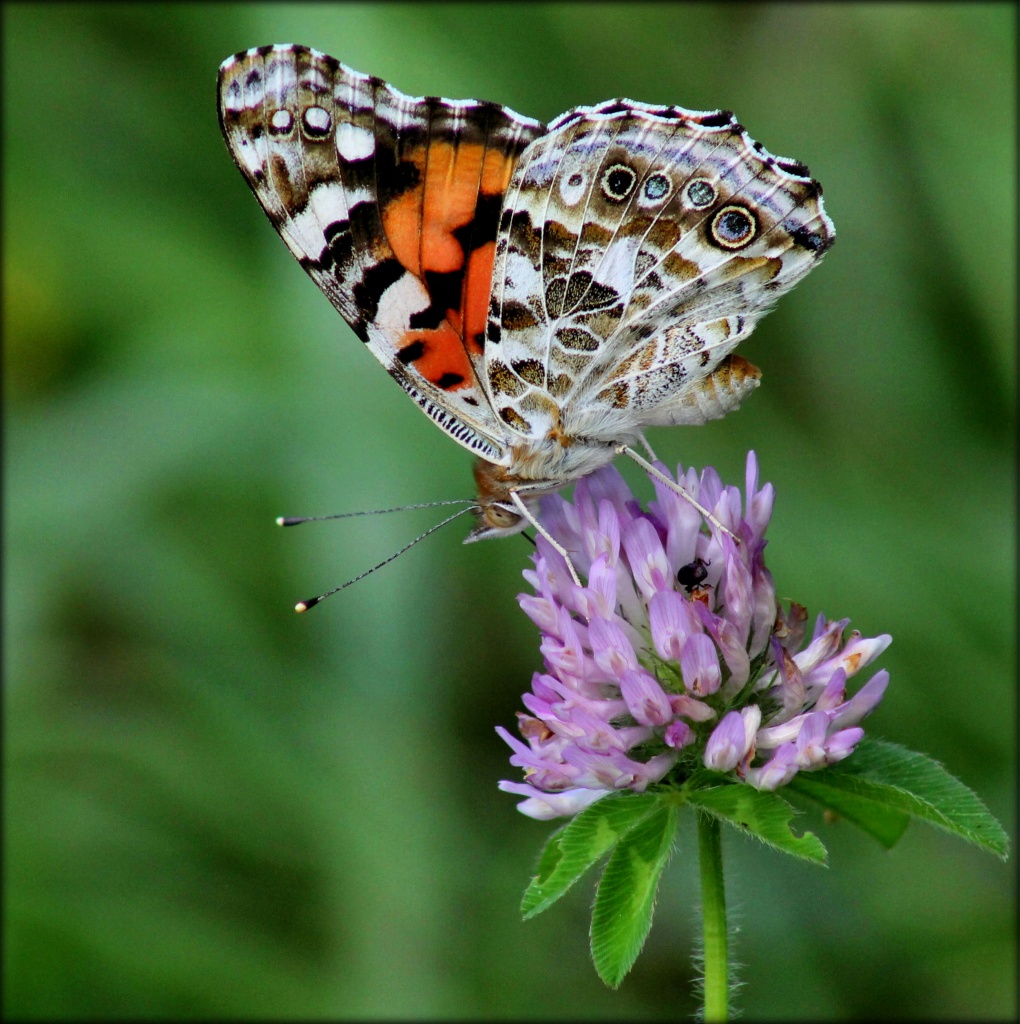 Painted Lady by cjwhite
