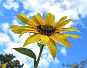 28th Aug 2012 - Sunflower 6224c
