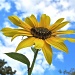Sunflower 6224c by houser934