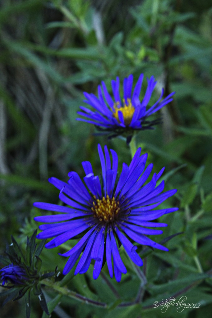 Asters by skipt07