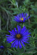 28th Aug 2012 - Asters