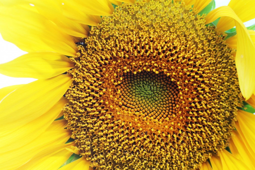 Sunflower by melinareyes