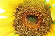 22nd Aug 2012 - Sunflower