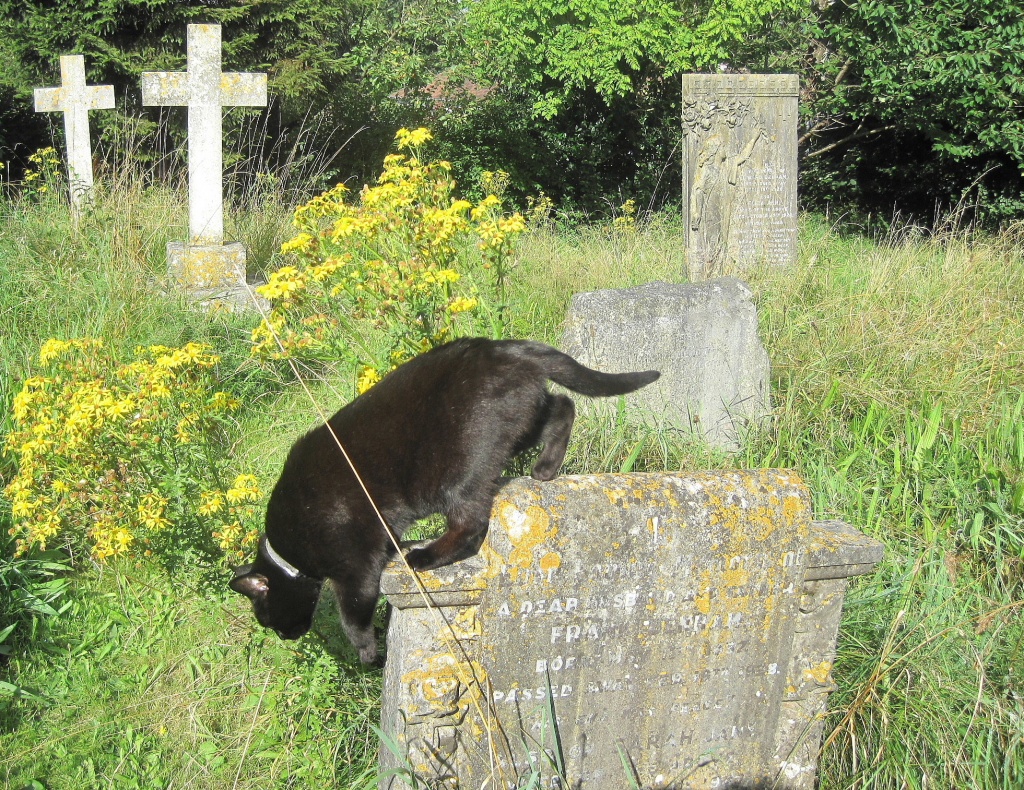 Day 3: Yellow - black cat in the old graveyard  by quietpurplehaze