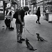 Sausage Dogs by andycoleborn