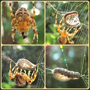 22nd Aug 2012 - Charlotte's Web - In Real Life!