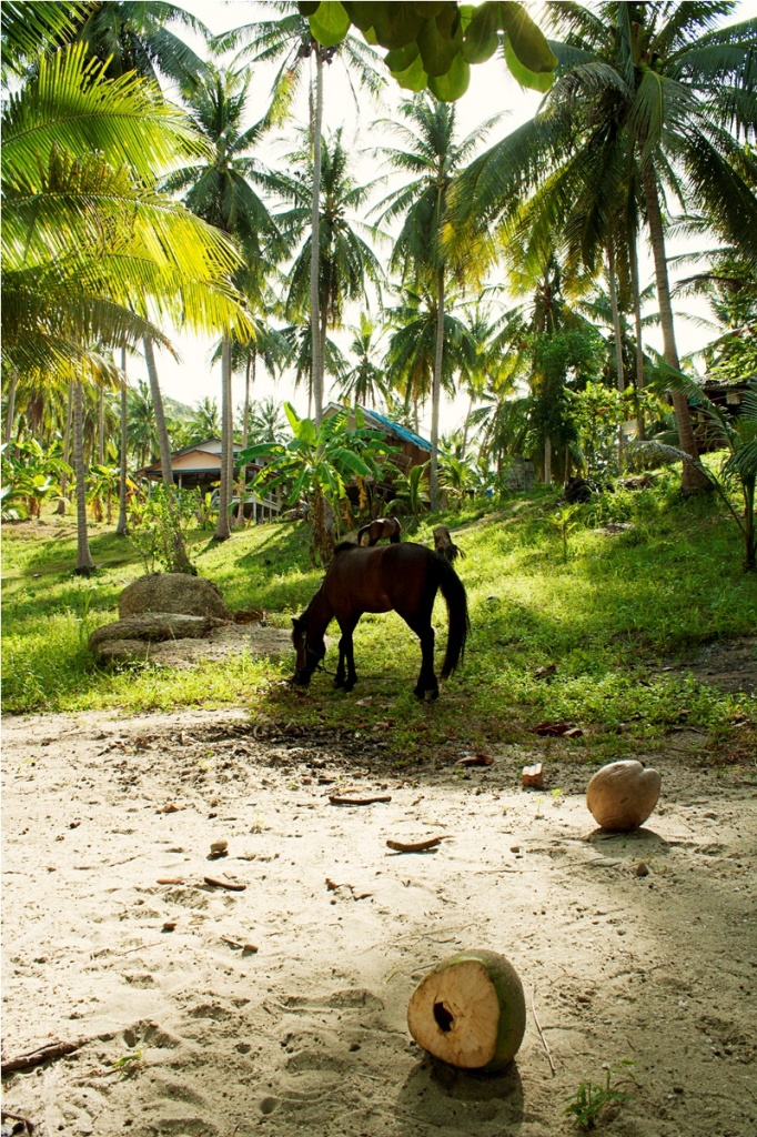 Does horses eat coconuts? by lily