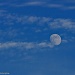 Blue moon by danette
