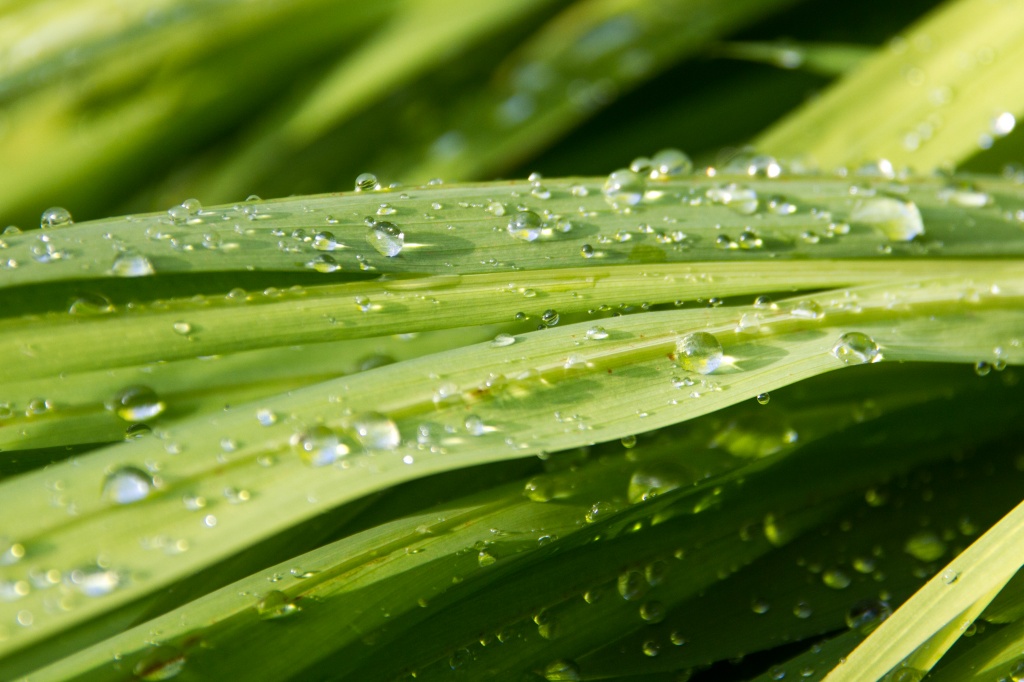 Wet Grass by natsnell