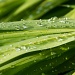 Wet Grass by natsnell