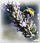 29th Aug 2012 - Busy bee.