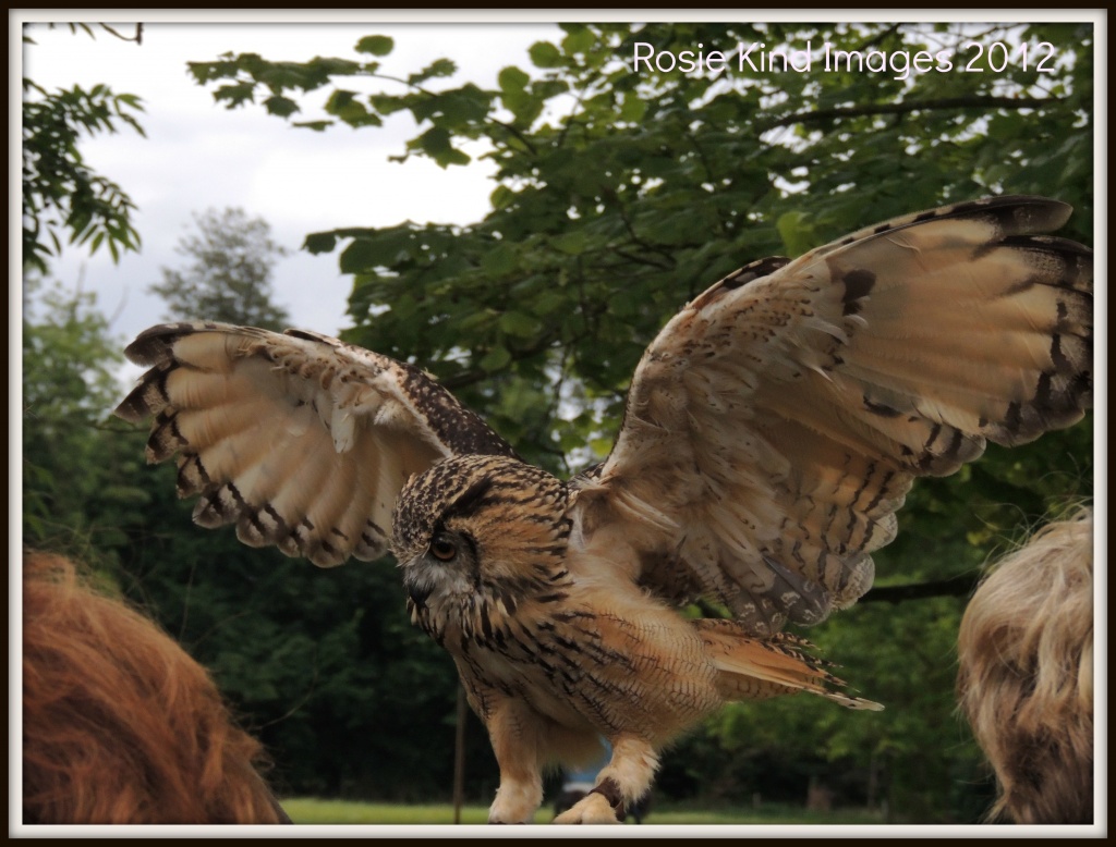 Wings of an owl by rosiekind