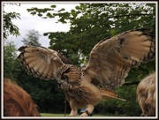 29th Aug 2012 - Wings of an owl