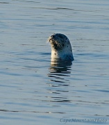 29th Aug 2012 - Soaking in the Morning Sun Rays