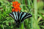 29th Aug 2012 - 8-29 zebra swallowtail