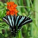 8-29 zebra swallowtail by milaniet