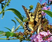 23rd Aug 2012 - butterfly and buddleia