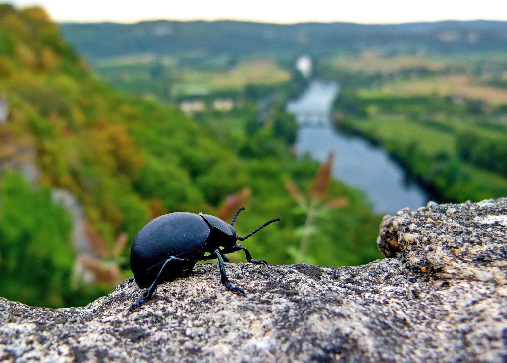 a beetle admires the view of the dordogne by jantan