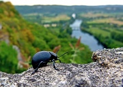 24th Aug 2012 - a beetle admires the view of the dordogne