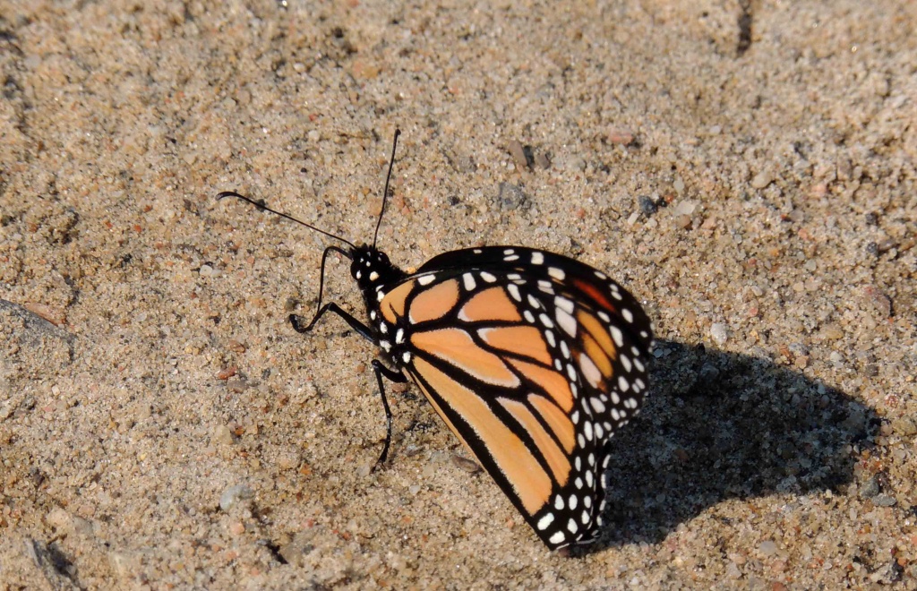 Monarch by sunnygreenwood