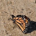 Monarch by sunnygreenwood