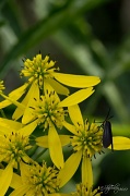 29th Aug 2012 - Virginia Ctenucha Moth