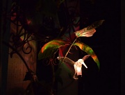 30th Aug 2012 - Hummingbird at Night