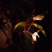 Hummingbird at Night by byrdlip