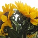 Day 4: Yellow - sunflowers again by quietpurplehaze