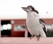 30th Aug 2012 - Kookaburra