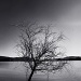 lone tree by pocketmouse