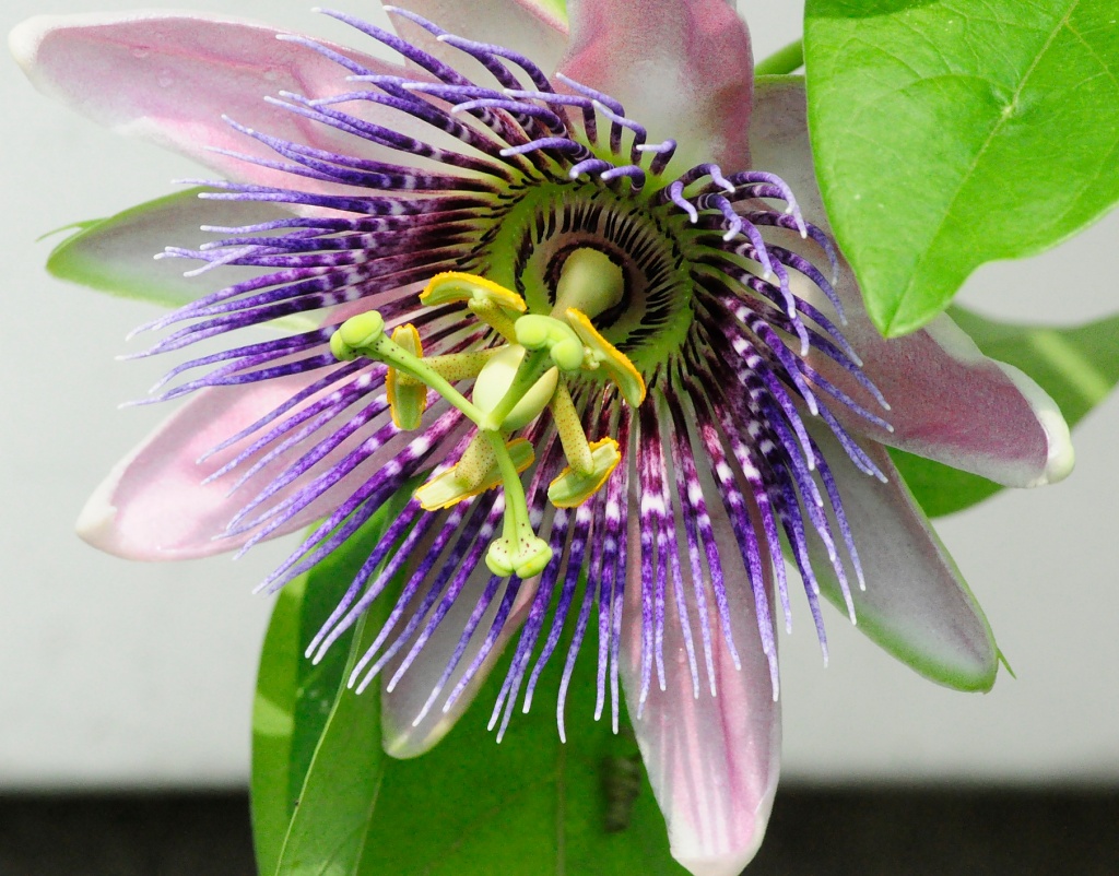 Passion flower by dora